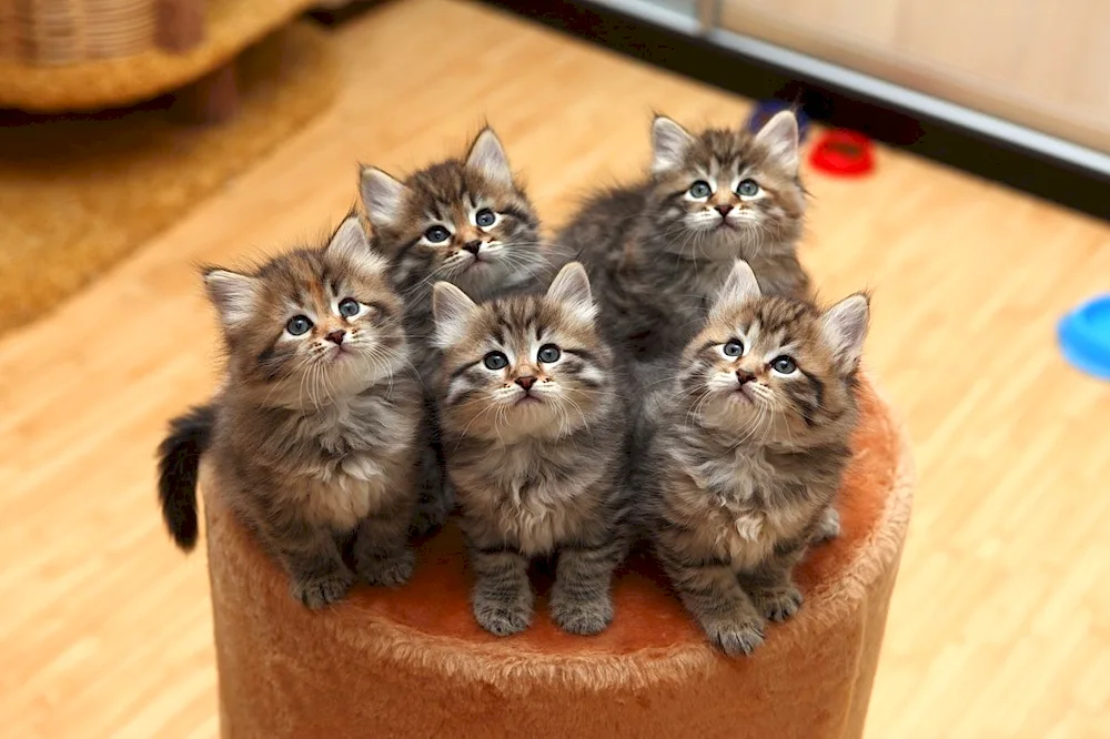 Siberian kittens