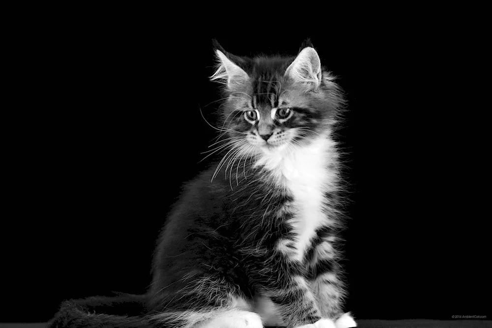 Siberian kittens black and white