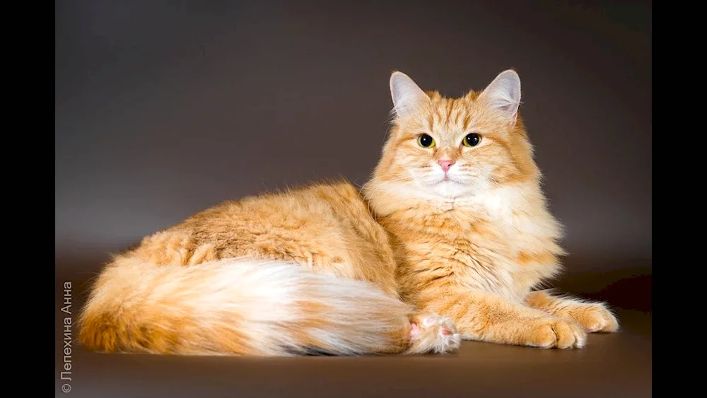 Ceylon shorthair cat red