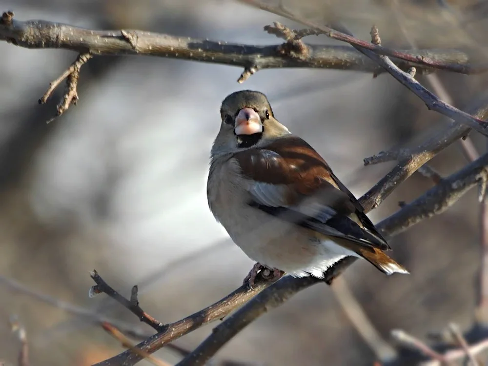 Siberian wintering birds