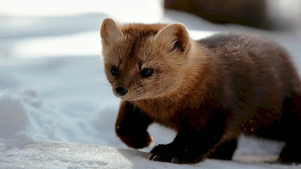 Siberian Barguzinsky Sable