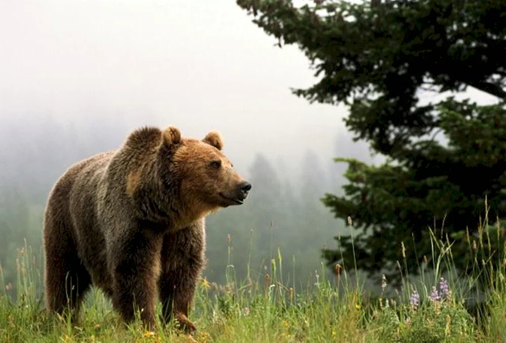 Siberian elk brown bear