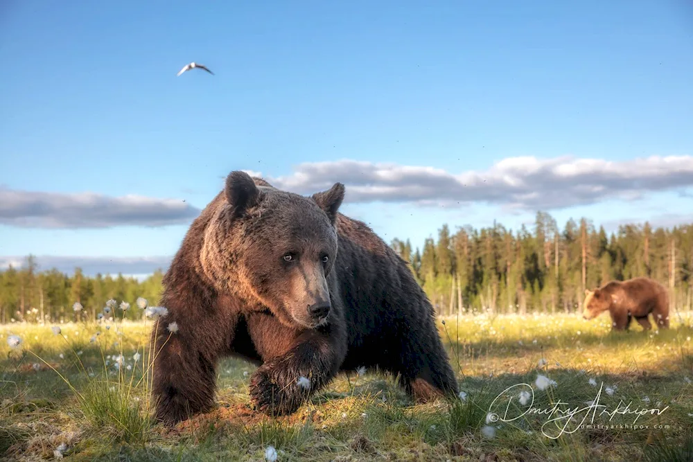 Siberian Brown Bear