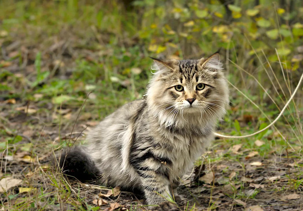 Siberian Wild Forest Cat