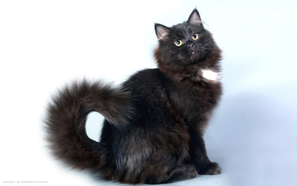 Siberian long-haired black cat