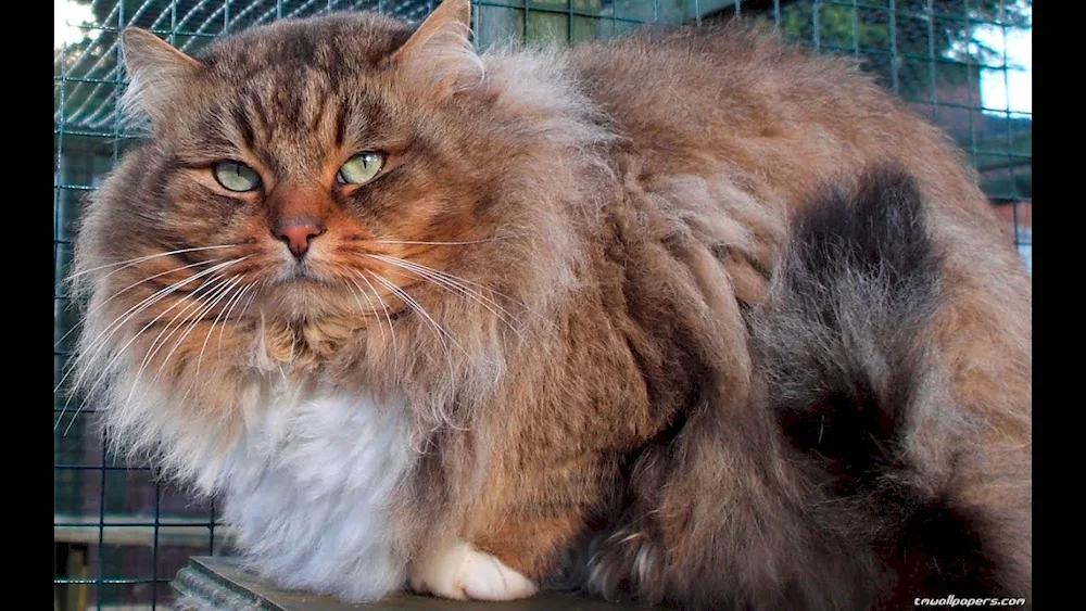 Siberian long-haired cat