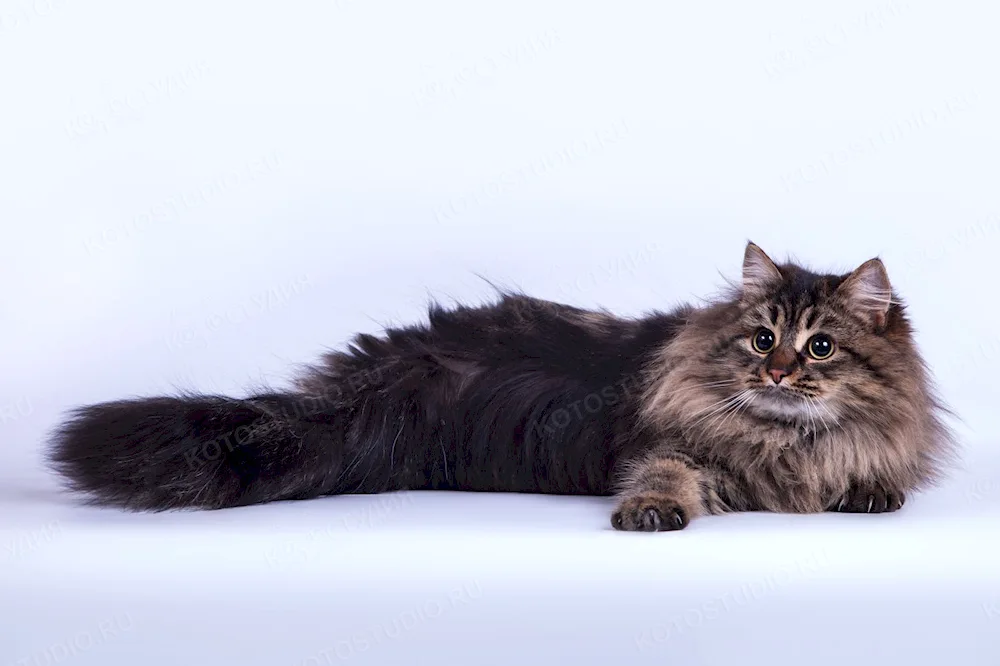 Siberian longhair cat