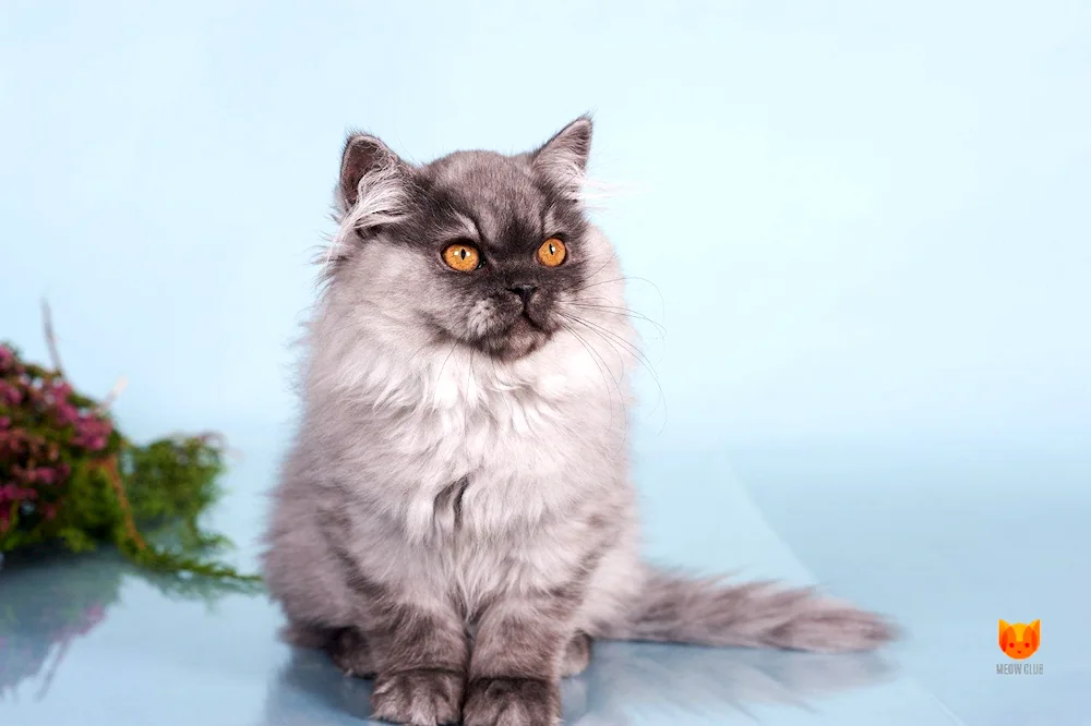 Siberian longhaired cat