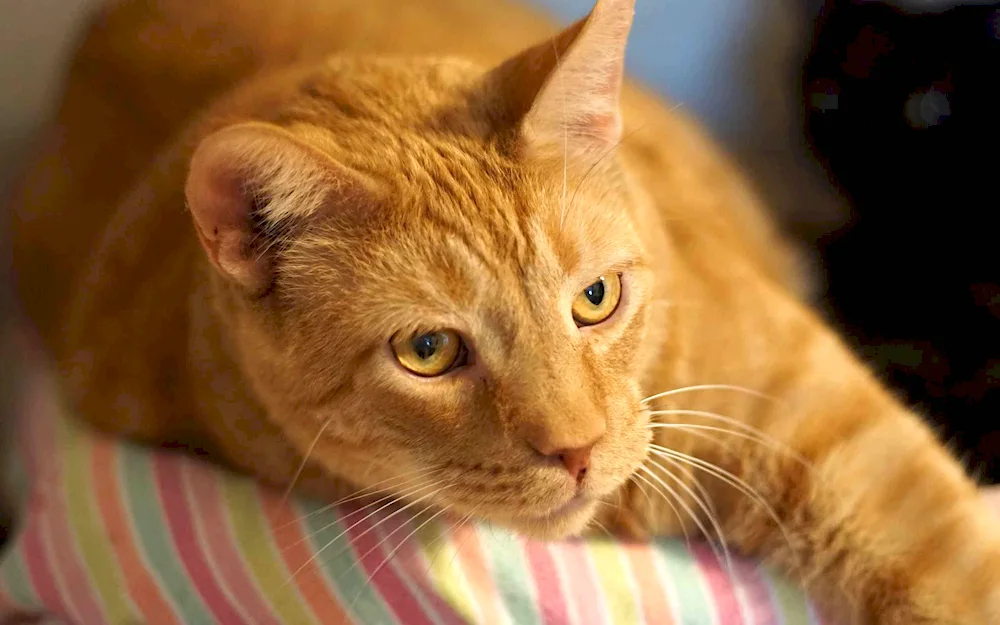 Siberian smooth-haired ginger cat