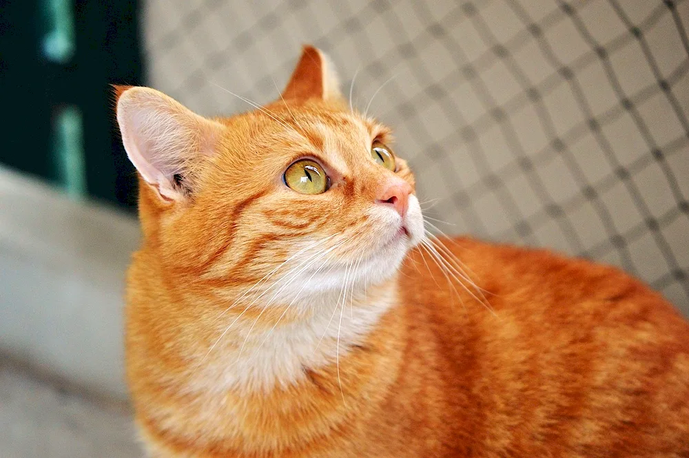 Siberian smooth-haired ginger cat