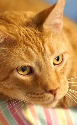 Siberian smooth-haired ginger cat