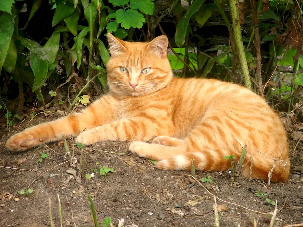 European shorthair cat red