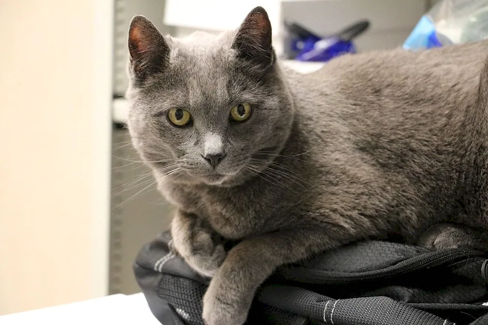 Siberian blue cat short kitty