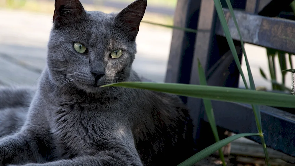 Siberian blue cat short-haired