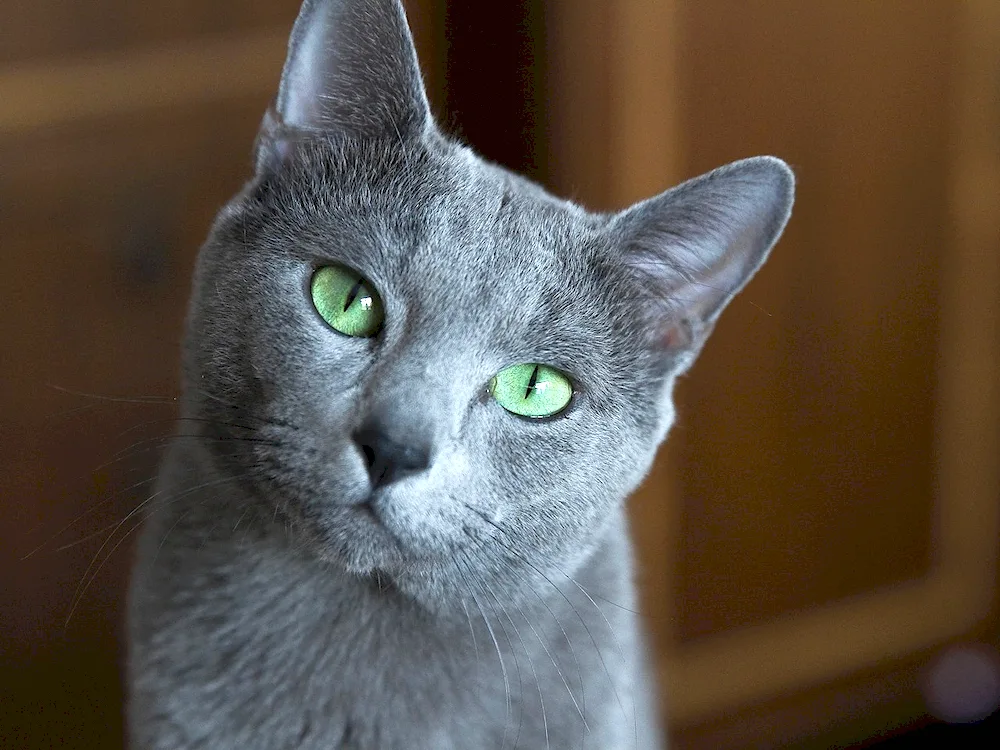 Russian blue cat short-haired grey cat