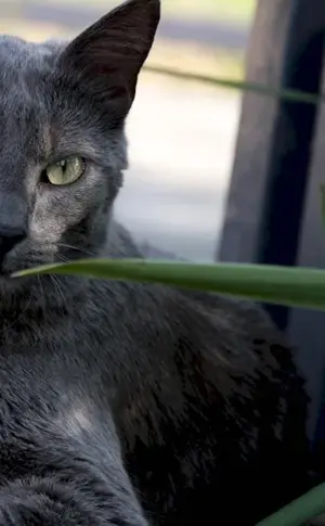 Siberian blue cat short-haired