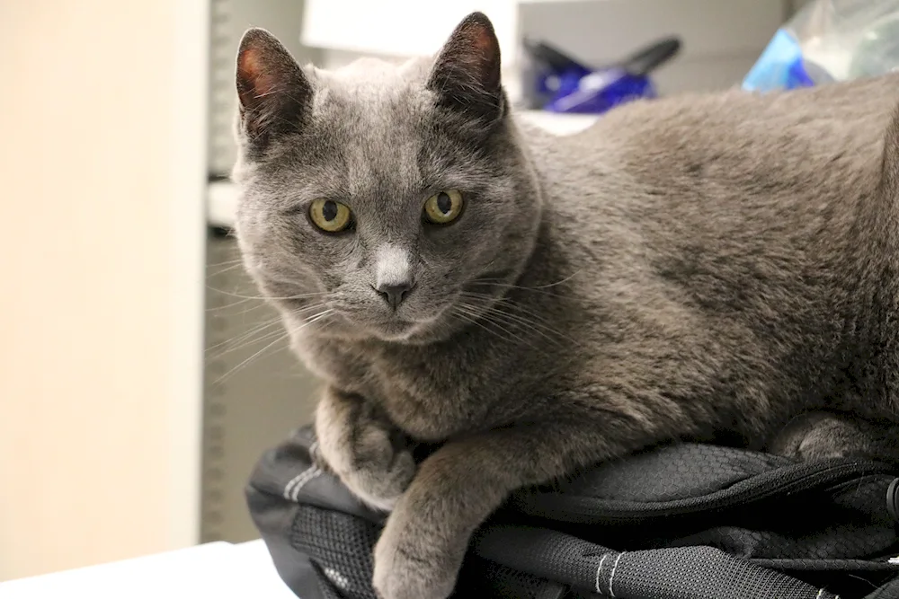 Russian blue cat