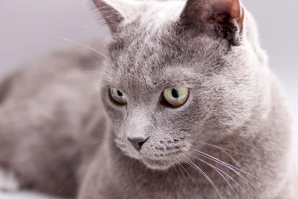 Siberian blue cat shorthair