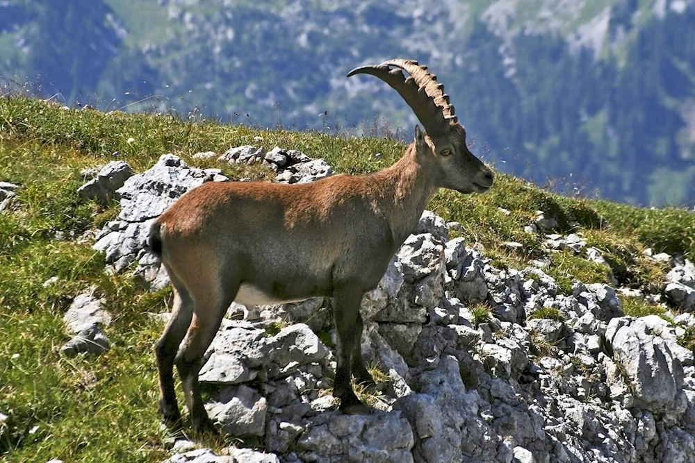 The Vyatka fox