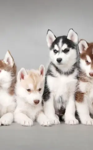 Siberian Husky