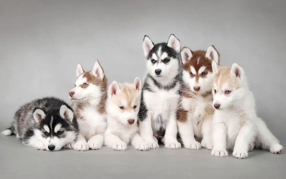 Siberian Husky