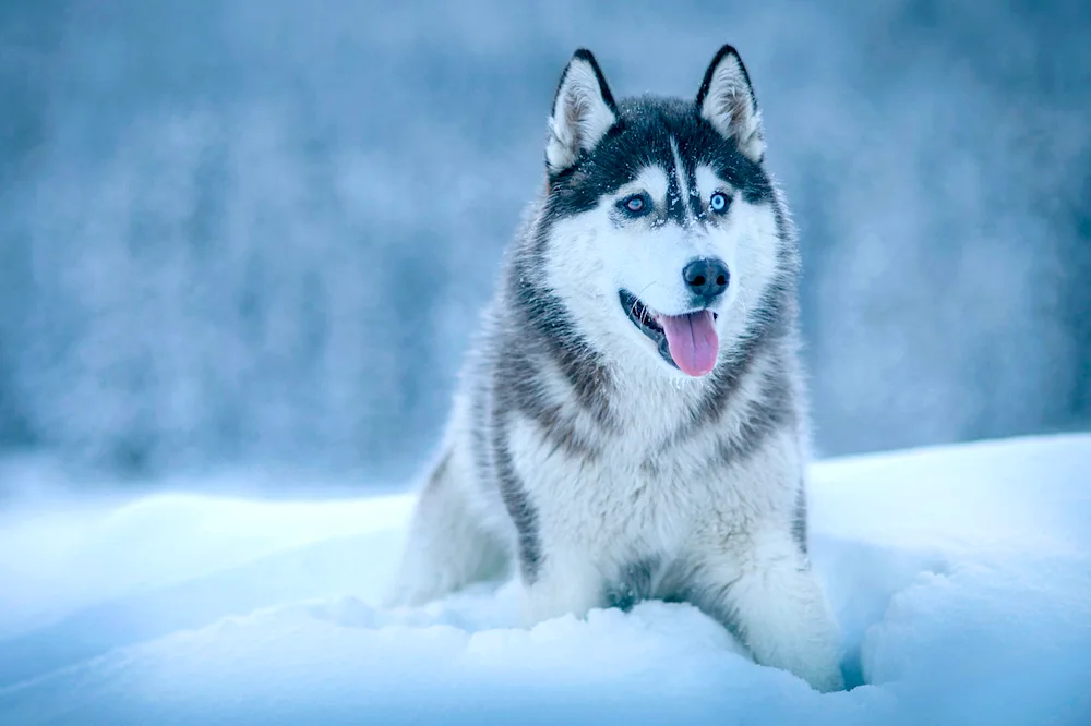 Siberian husky
