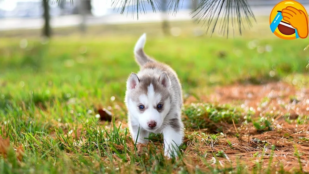 Siberian husky