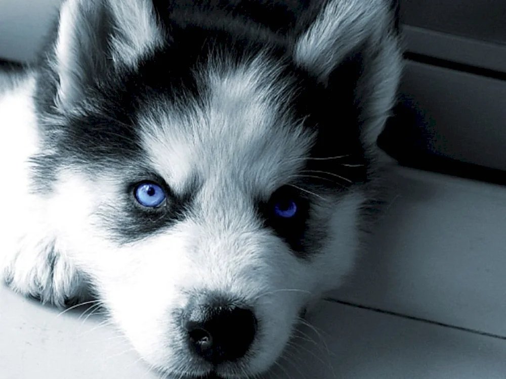 Siberian husky