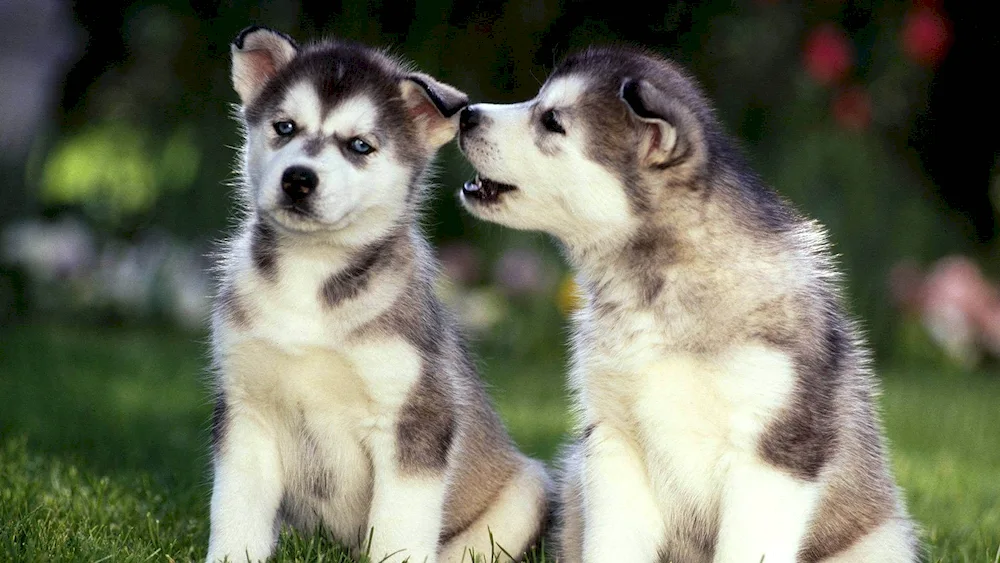 Beautiful puppies