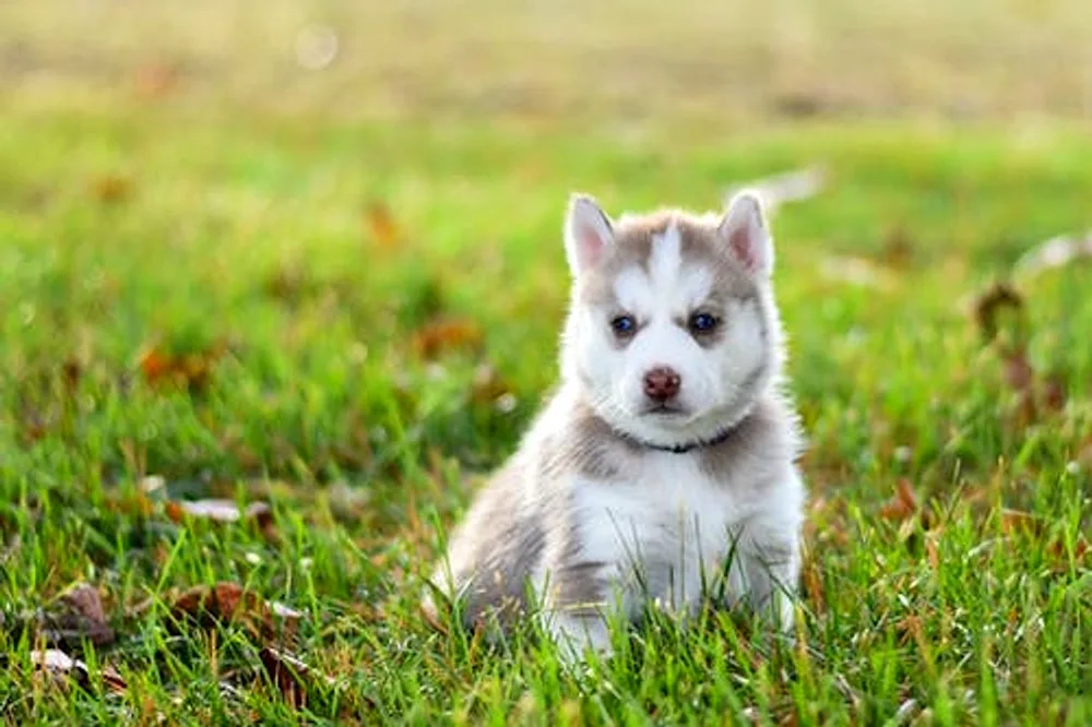 Siberian malamute- Siberian Husky