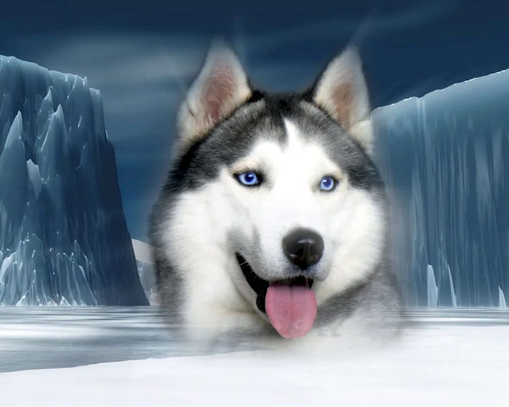 Alaskan Malamute