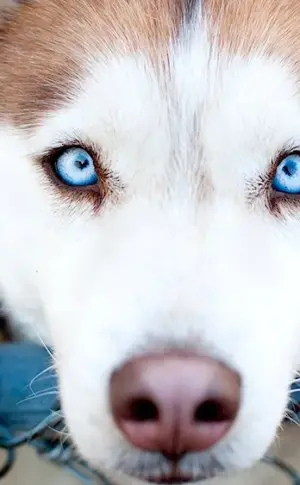 Siberian Husky