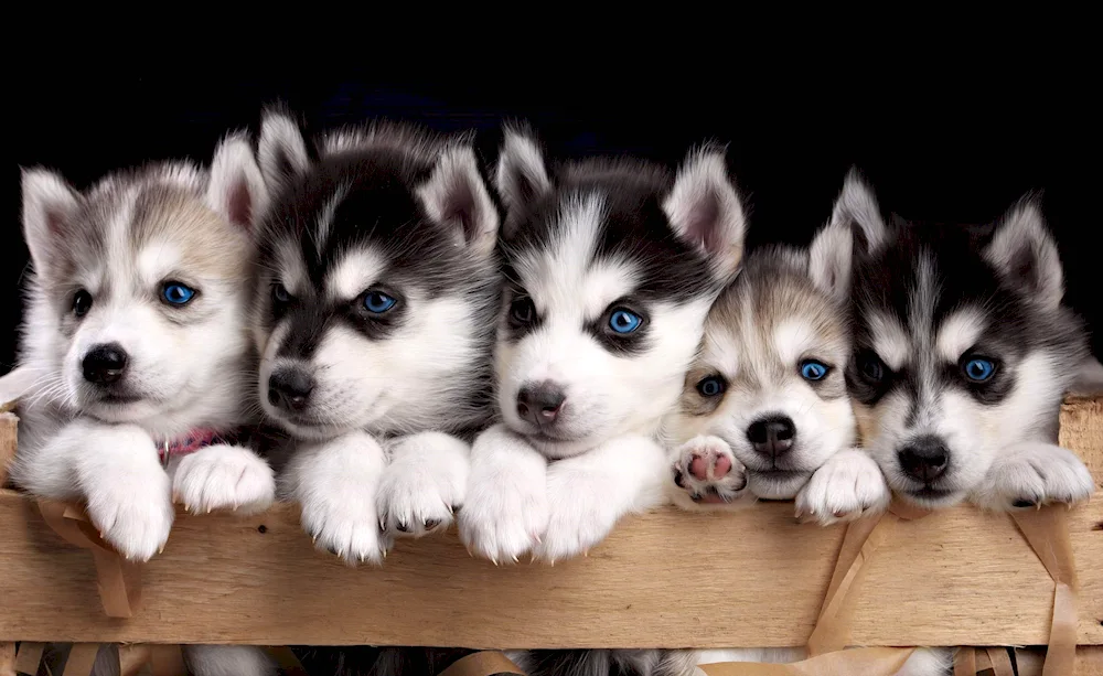 Cute dogs