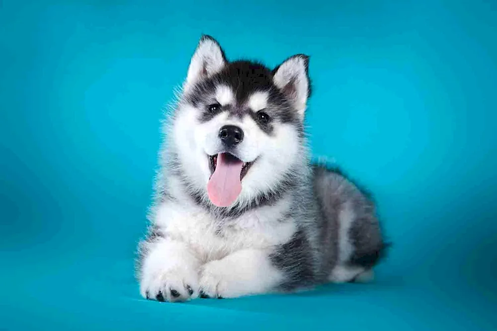 Siberian Husky