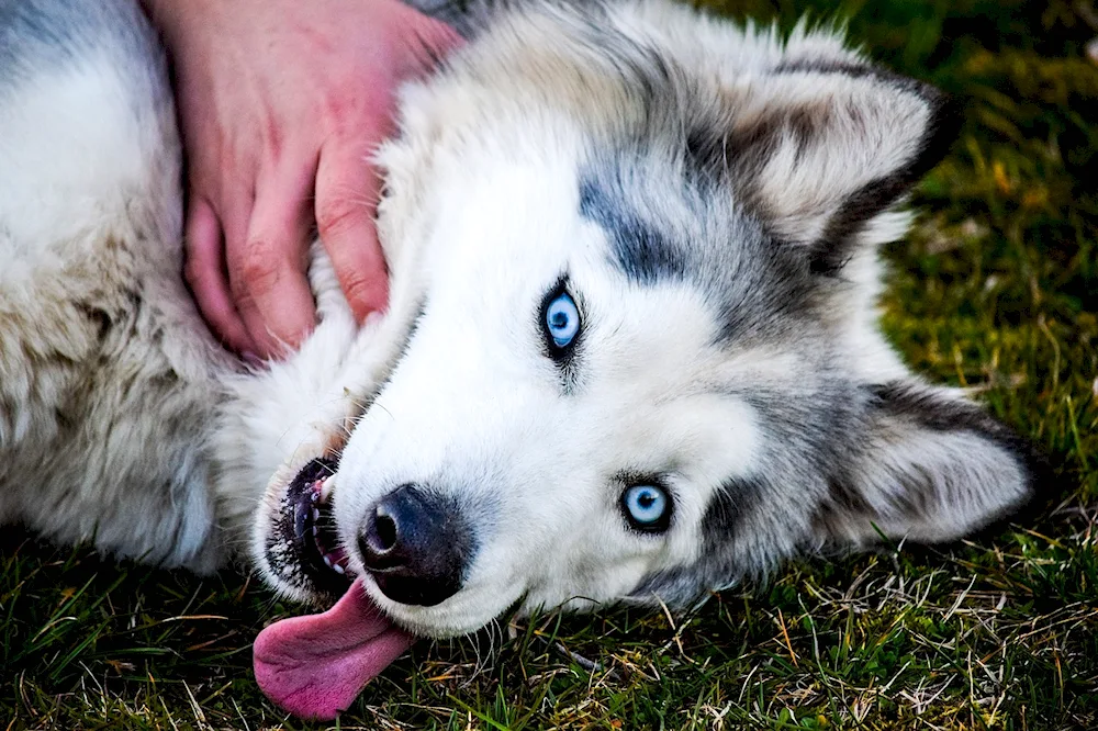 Siberian Husky