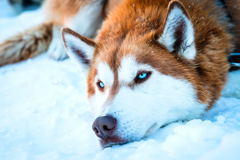 Siberian Husky