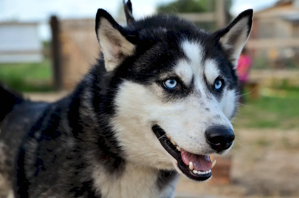 Siberian Husky