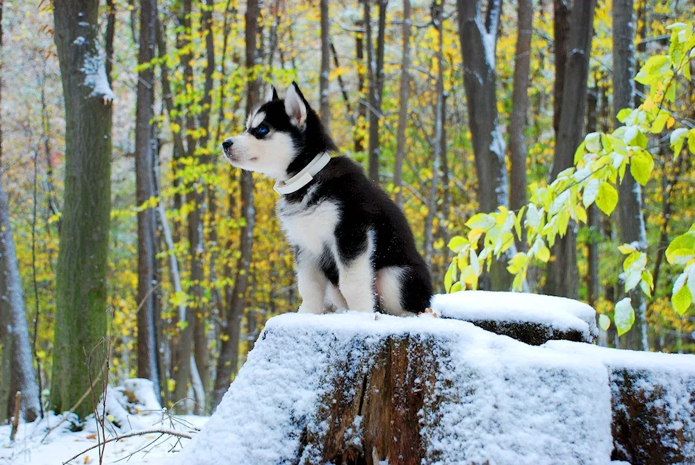 East Siberian husky