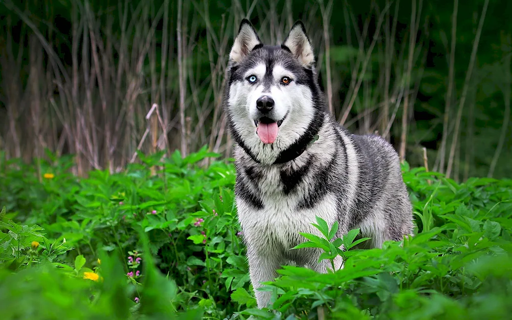 Siberian husky