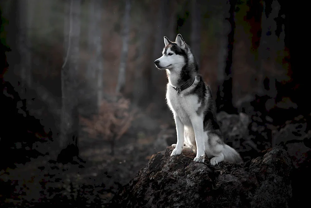 Siberian husky