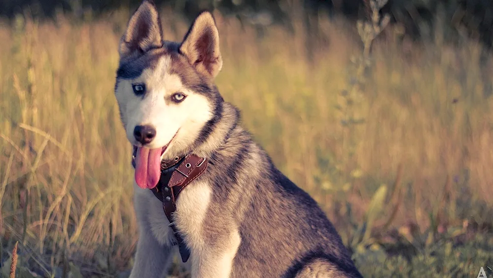 Siberian Husky