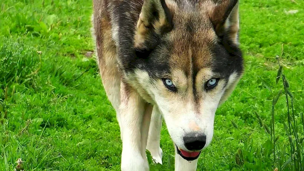 Greenland husky