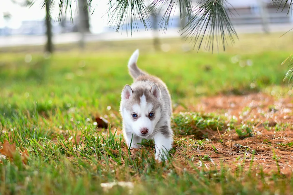 Siberian husky