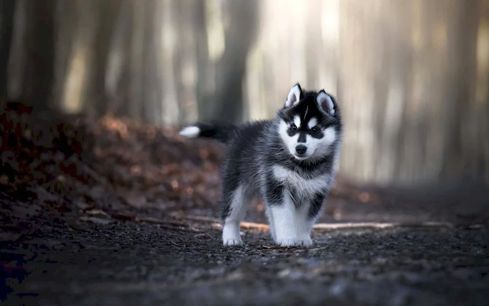 Siberian husky