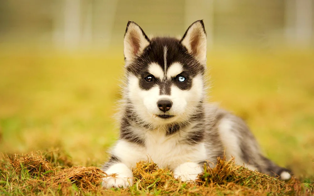 Siberian husky