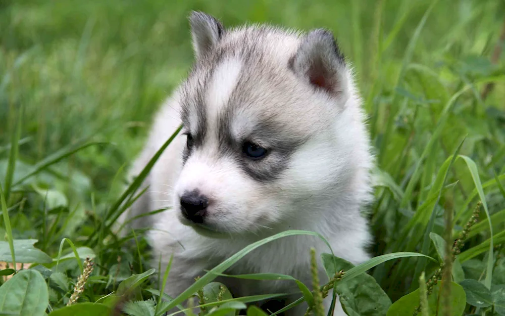 Siberian husky