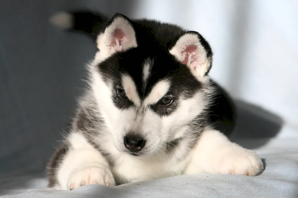 Siberian husky