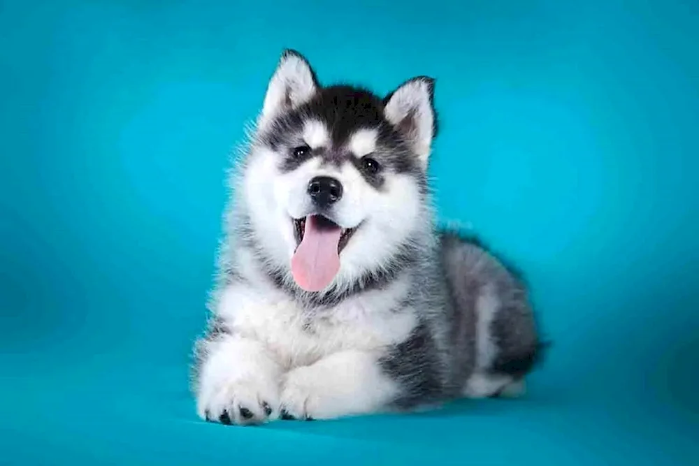 Siberian husky