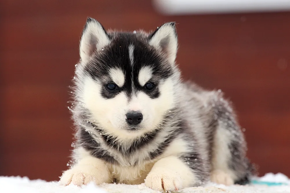 Siberian husky