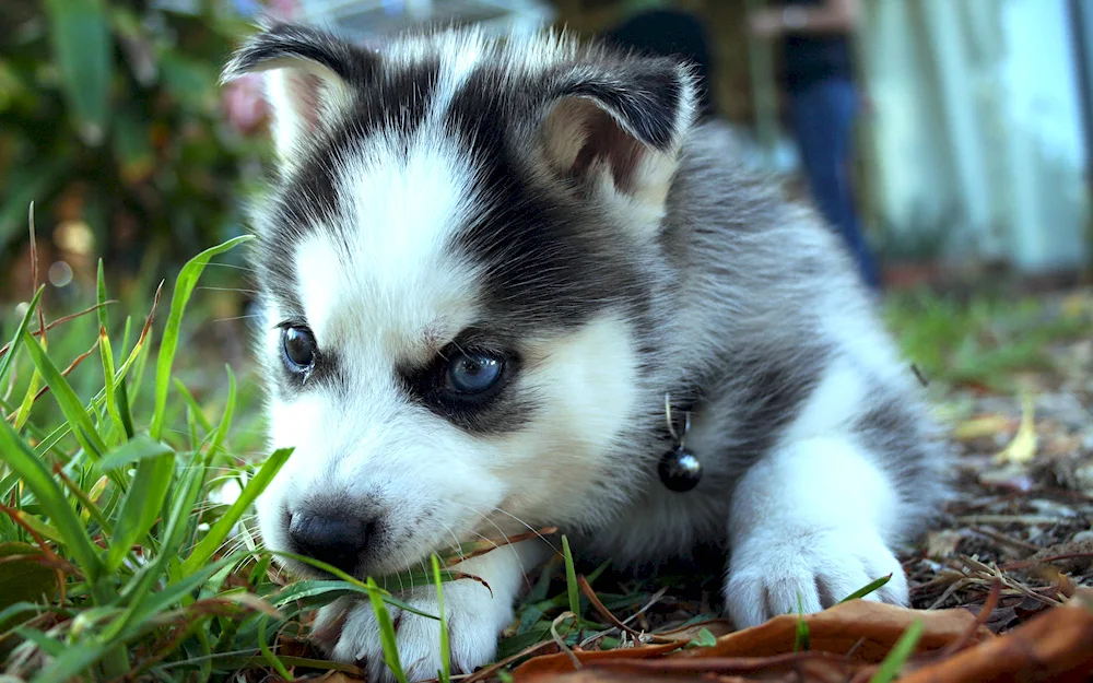 Siberian Husky